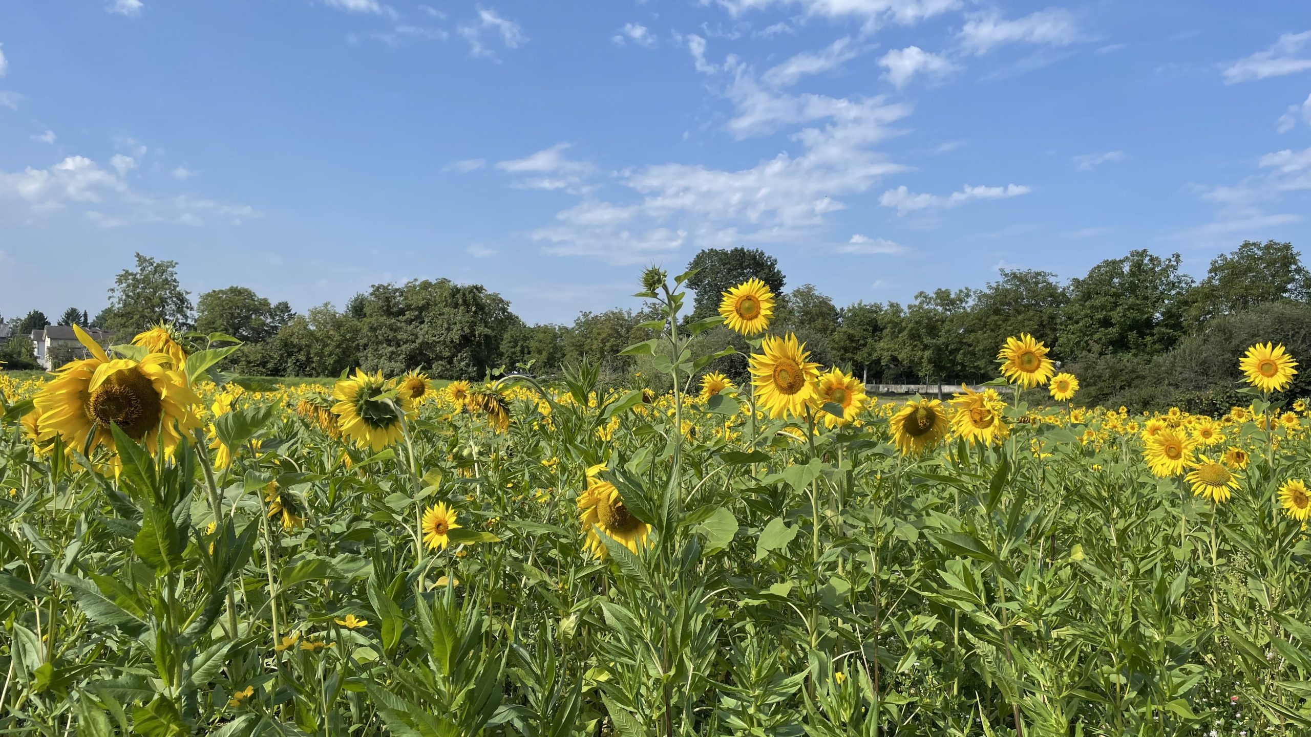 Aufnahme eines Feldes voll mit blühenden Sonnenblumen.